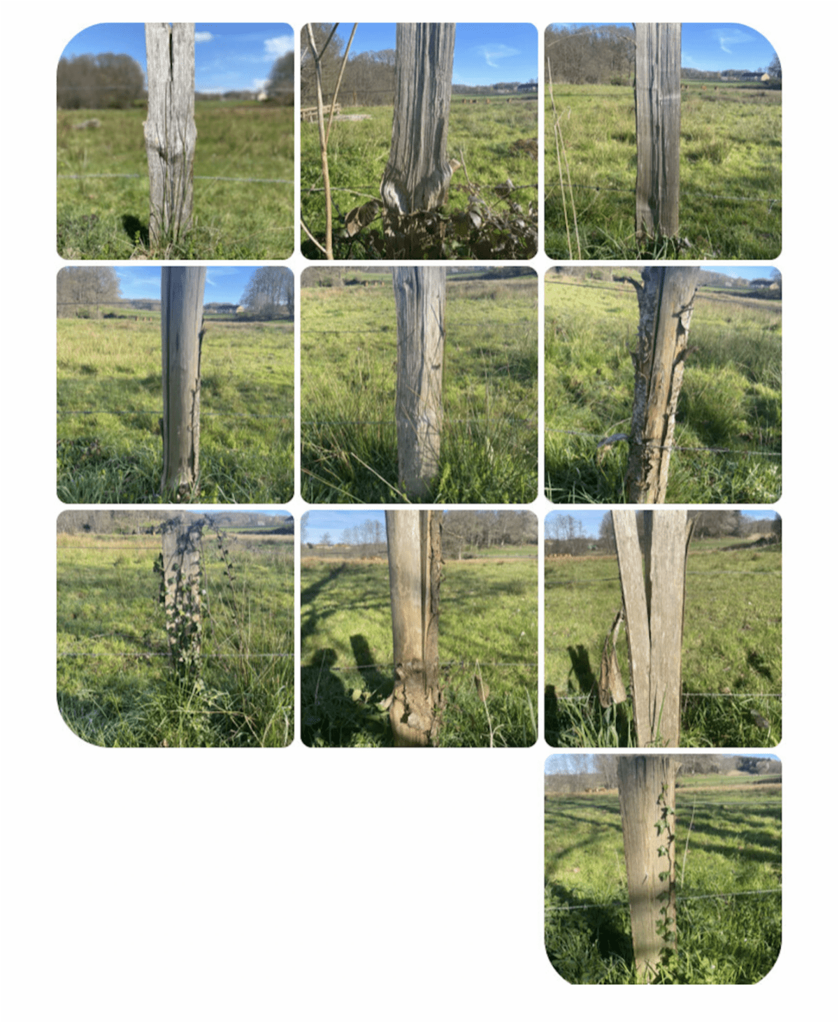 Harriet Fenceposts