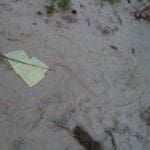 Hess Bird