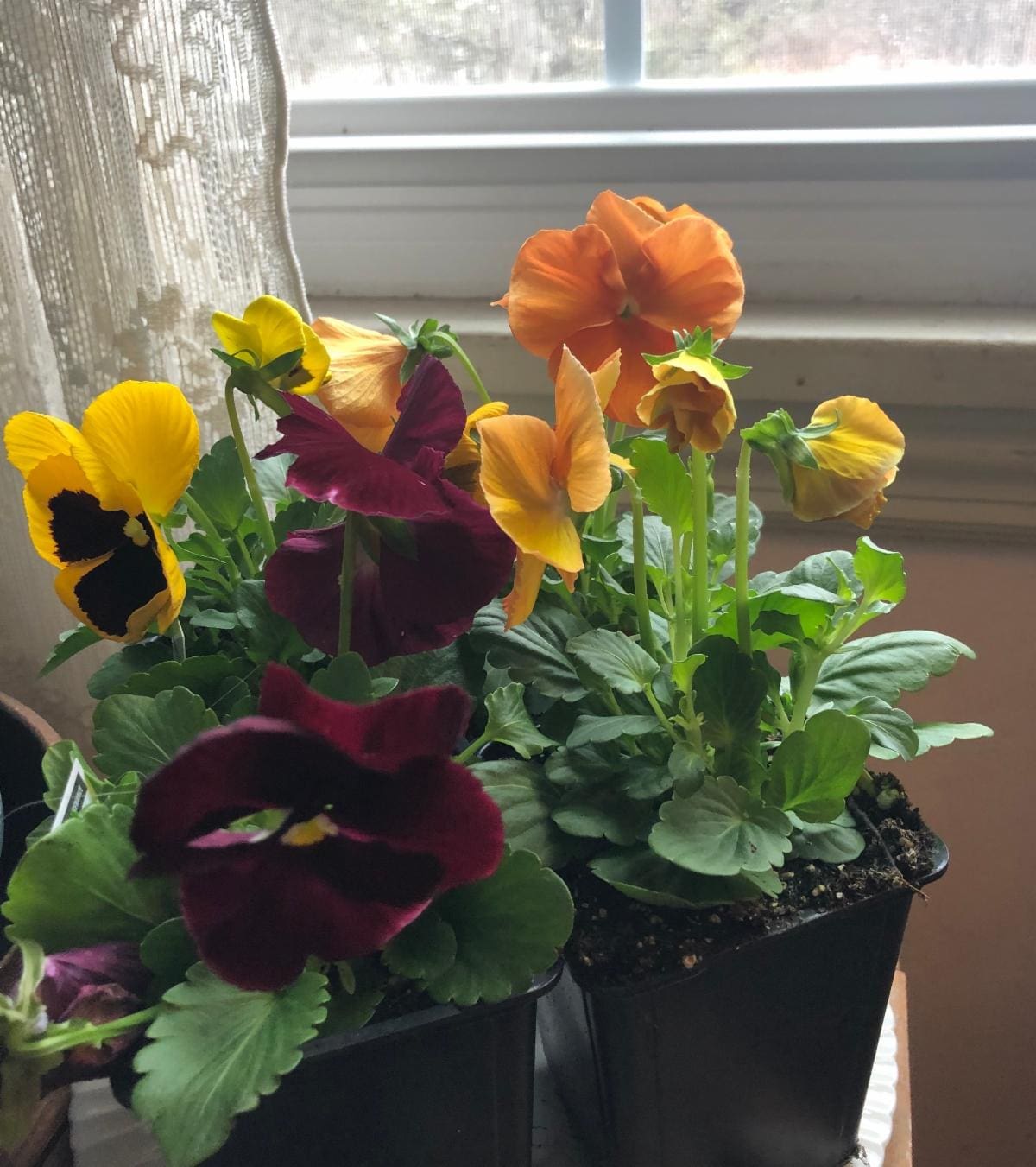 Pansies