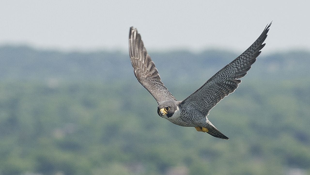 Peregrine Falcon