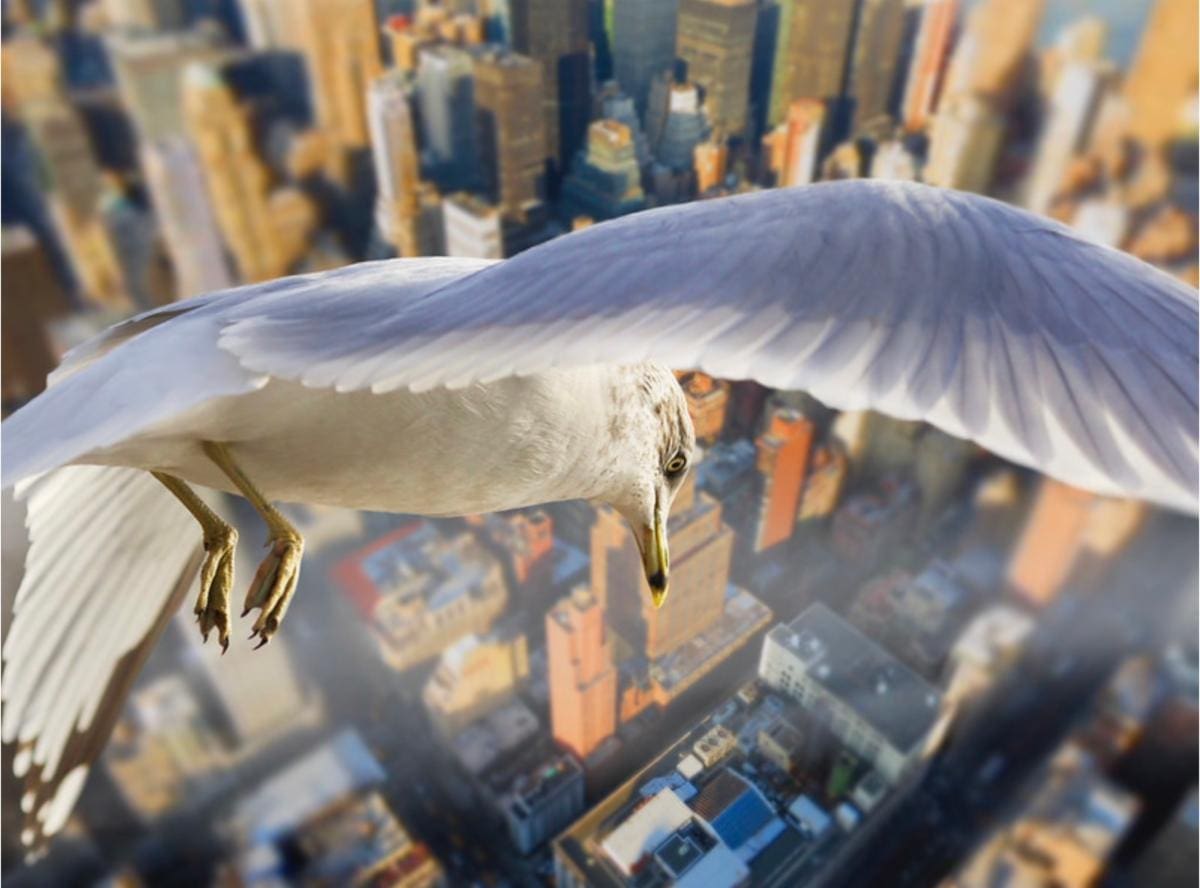 Seagull Howard L Flickr