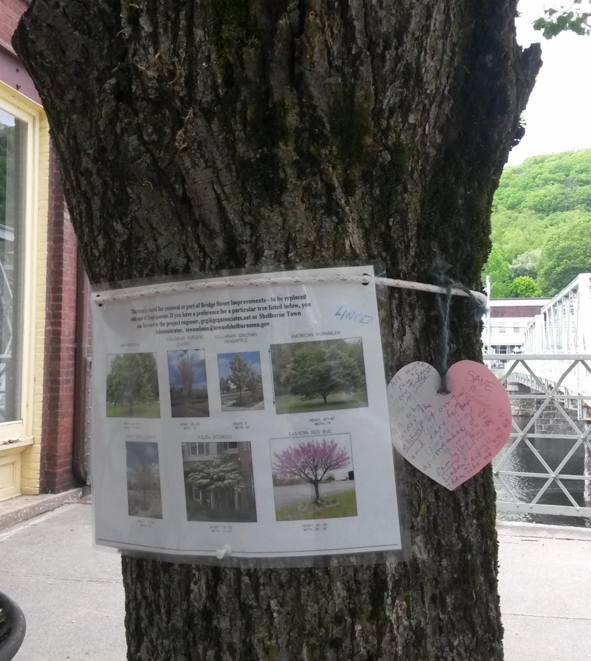 Shelburne Falls Tree
