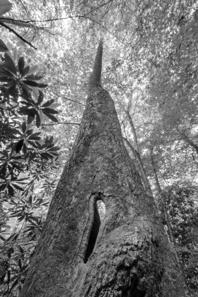 Survivor, Joyce Kilmer0206