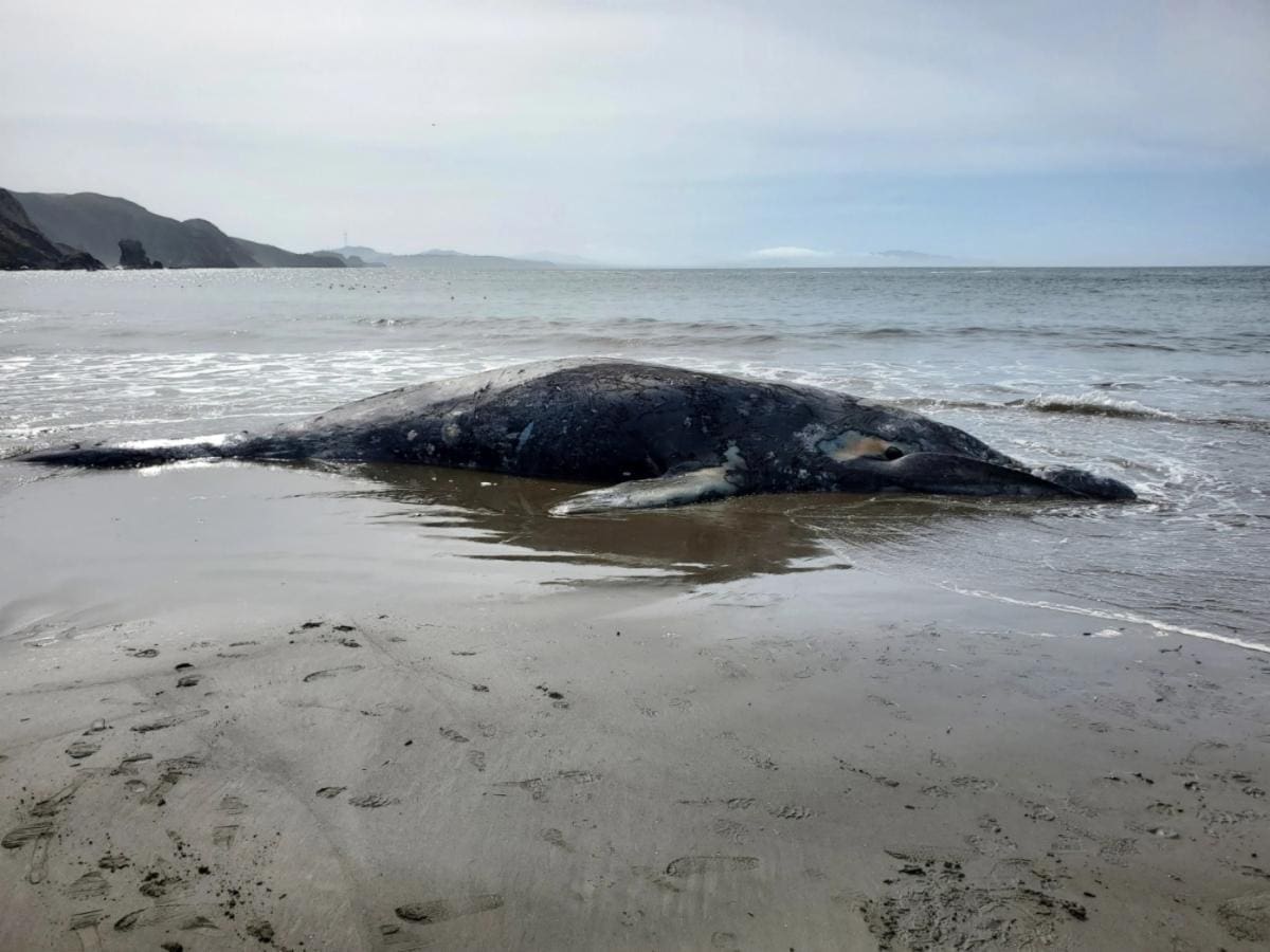 Whale