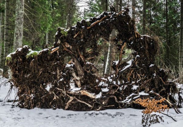 Jura 2149 Through The Roots Of A Fallen Tree By Swissnaturelover Dczqlxt Pre