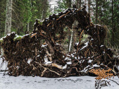 Jura 2149 Through The Roots Of A Fallen Tree By Swissnaturelover Dczqlxt Pre
