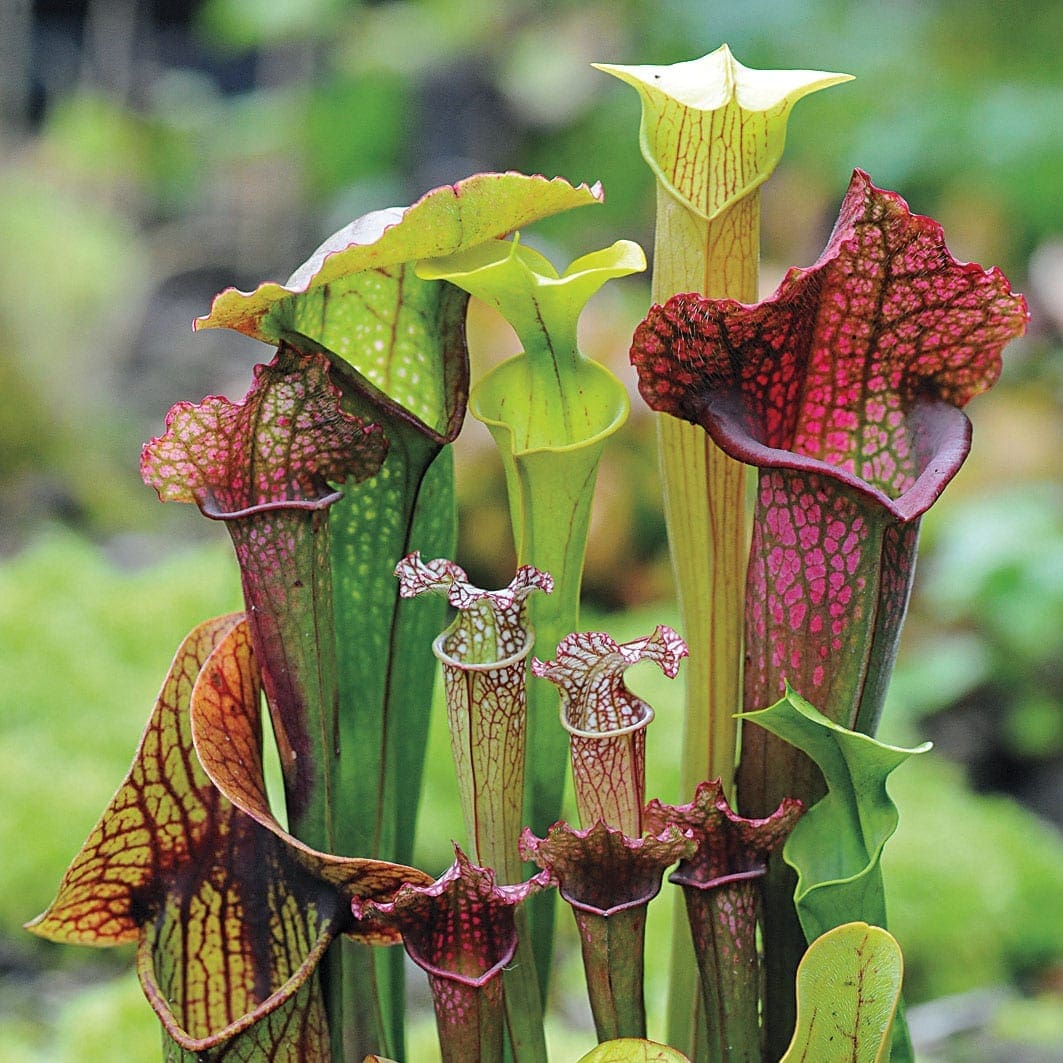 Pitcher Plant