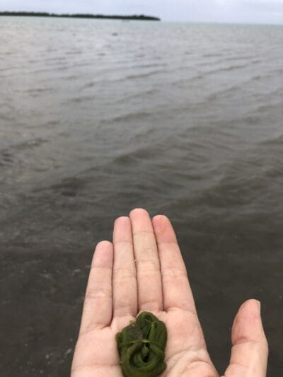 Radical Joy Tania 2023