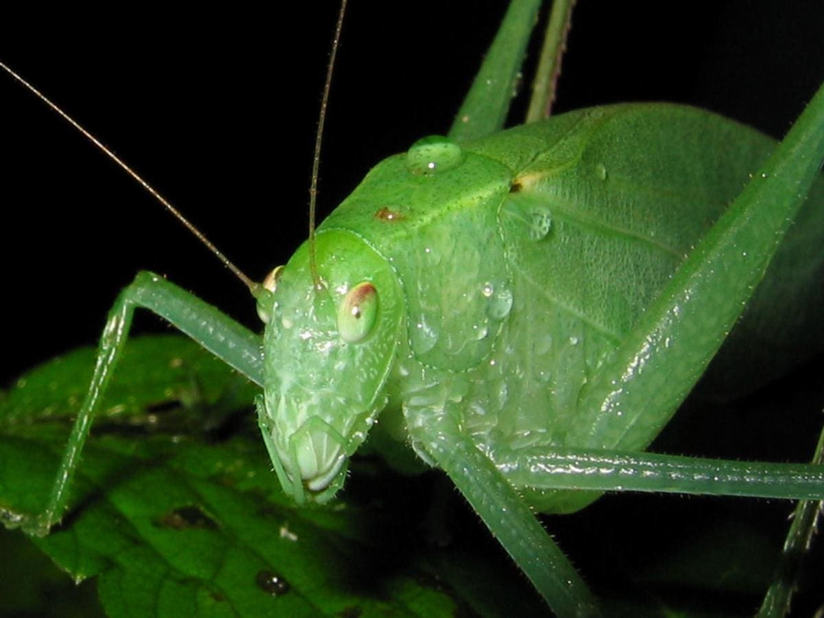 Sn Katydidh