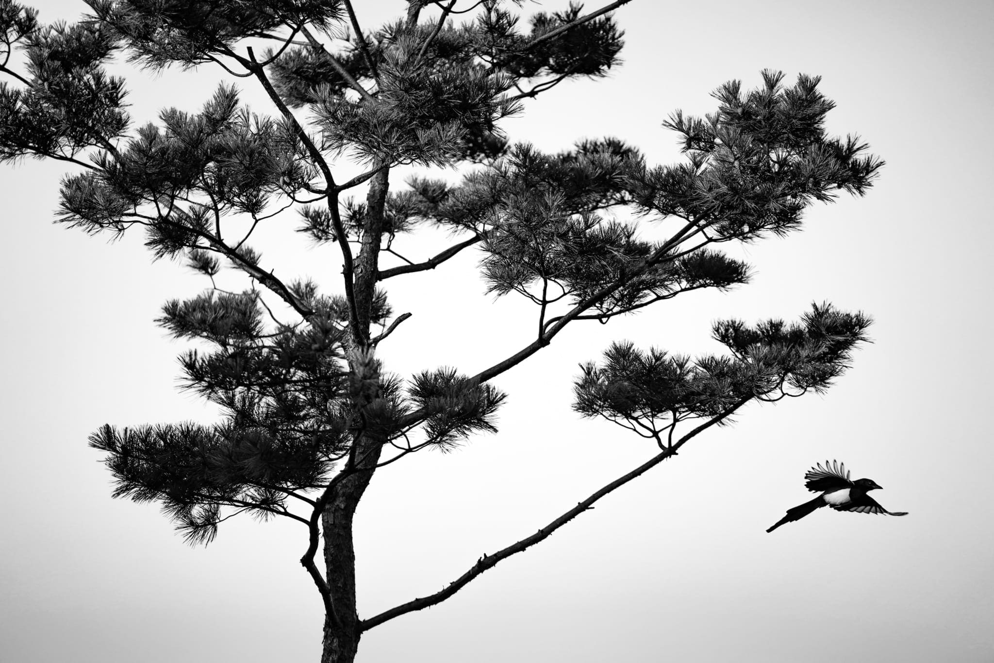 Sunyu Kim QKrrfTi Ikw Unsplash